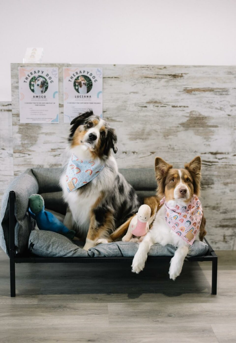 Amigo and Lucian sitting on dog bed