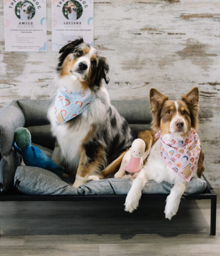 Two therapy dogs on dog bed